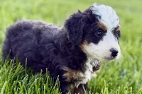 Ocean, a female Bernedoodle for sale in Shipshewana, IN – 2 of 10