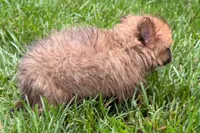 Uma, a female Pomeranian for sale in Shipshewana, IN – 2 of 6