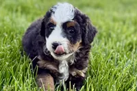 Ocean, a female Bernedoodle for sale in Shipshewana, IN – 6 of 10