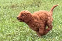 Chip, a male Poodle - Toy  for sale in Shipshewana, IN – 8 of 9