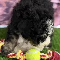 Mabel, a female Miniature Bernedoodle for sale in Shipshewana, IN – Photo 8 of 9