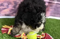 Mabel, a female Miniature Bernedoodle for sale in Shipshewana, IN – Photo 8 of 9