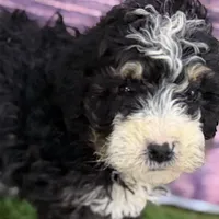 Mabel, a female Miniature Bernedoodle for sale in Shipshewana, IN – Photo 3 of 9