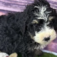 Mabel, a female Miniature Bernedoodle for sale in Shipshewana, IN – Photo 4 of 9