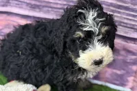 Mabel, a female Miniature Bernedoodle for sale in Shipshewana, IN – Photo 4 of 9