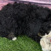 Mabel, a female Miniature Bernedoodle for sale in Shipshewana, IN – Photo 2 of 9