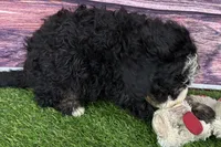Mabel, a female Miniature Bernedoodle for sale in Shipshewana, IN – Photo 2 of 9