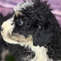 Mabel, a female Miniature Bernedoodle for sale in Shipshewana, IN – Photo 5 of 9