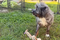 Yulian , a male Miniature Bernedoodle for sale in Shipshewana, IN – 7 of 10