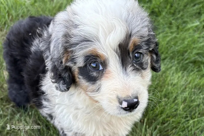 Jared – Bernedoodle puppy for sale in Shipshewana, IN