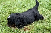Orbit, a male Bernedoodle for sale in Shipshewana, IN – 8 of 9