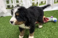 Hammer, a male Bernese Mountain Dog for sale in Shipshewana, IN – Photo 7 of 7