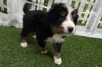 Hammer, a male Bernese Mountain Dog for sale in Shipshewana, IN – Photo 1 of 7