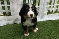 Hammer, a male Bernese Mountain Dog for sale in Shipshewana, IN – Photo 6 of 7