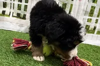 Hammer, a male Bernese Mountain Dog for sale in Shipshewana, IN – Photo 2 of 7
