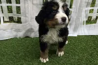 Hammer, a male Bernese Mountain Dog for sale in Shipshewana, IN – Photo 5 of 7