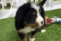 Hammer, a male Bernese Mountain Dog for sale in Shipshewana, IN – Photo 4 of 7