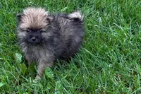 Ursula, a female Pomeranian for sale in Shipshewana, IN – 2 of 6