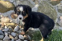 Jen, a female Bernedoodle for sale in Shipshewana, IN – 5 of 5