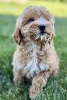 Olive , a female Goldendoodle for sale in Shipshewana, IN – 9 of 9