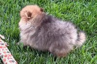 Toby, a male Pomeranian for sale in Shipshewana, IN – 4 of 10