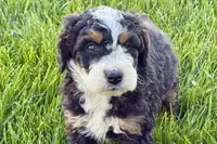 Ollie, a male Bernedoodle for sale in Shipshewana, IN – 8 of 10