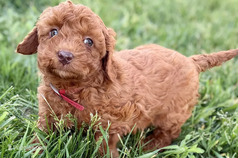 Winter – Miniature Goldendoodle puppy for sale in Shipshewana, IN