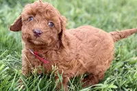 Winter, a female Miniature Goldendoodle for sale in Shipshewana, IN – 1 of 9