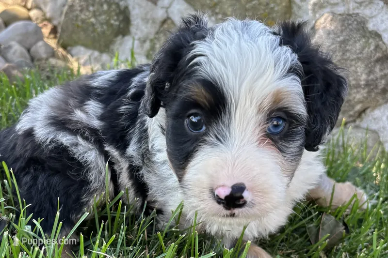 Jimmy – Bernedoodle puppy for sale in Shipshewana, IN