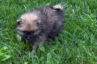 Ursula, a female Pomeranian for sale in Shipshewana, IN – 4 of 6