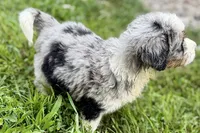 Yogi, a male Bernese Mountain Dog and Miniature Bernedoodle for sale in Shipshewana, IN – 3 of 10