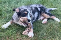 Yeller, a male Miniature Bernedoodle for sale in Shipshewana, IN – 8 of 10
