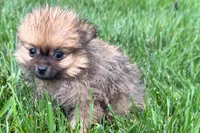 Urie, a male Pomeranian for sale in Shipshewana, IN – 3 of 7