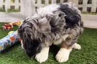 Nancy, a female Miniature Bernedoodle for sale in Shipshewana, IN – Photo 4 of 8