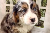 Nancy, a female Miniature Bernedoodle for sale in Shipshewana, IN – Photo 3 of 8