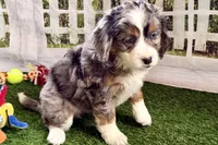 Nancy, a female Miniature Bernedoodle for sale in Shipshewana, IN – Photo 2 of 8