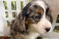 Nancy, a female Miniature Bernedoodle for sale in Shipshewana, IN – Photo 8 of 8