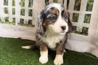 Nancy, a female Miniature Bernedoodle for sale in Shipshewana, IN – Photo 6 of 8