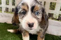 Nancy, a female Miniature Bernedoodle for sale in Shipshewana, IN – Photo 5 of 8