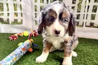 Nancy, a female Miniature Bernedoodle for sale in Shipshewana, IN – Photo 7 of 8
