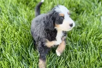 Oreo, a male Bernedoodle for sale in Shipshewana, IN – 8 of 10