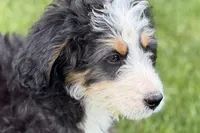 Oreo, a male Bernedoodle for sale in Shipshewana, IN – 4 of 10