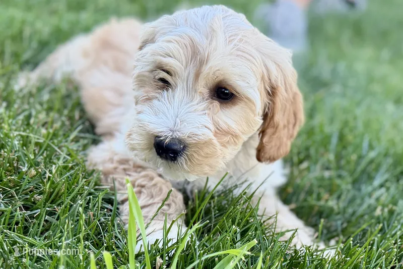 Ocey  – Goldendoodle puppy for sale in Shipshewana, IN