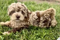 Yoshi, a male Goldendoodle for sale in Shipshewana, IN – 7 of 9