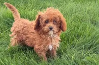 Benny, a male Poodle - Toy  for sale in Shipshewana, IN – 7 of 9