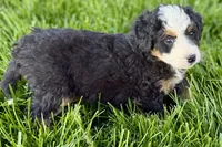 Ocean, a female Bernedoodle for sale in Shipshewana, IN – 8 of 10