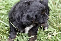 Olivia , a female Bernedoodle for sale in Shipshewana, IN – 9 of 9
