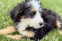 Oreo, a male Bernedoodle for sale in Shipshewana, IN – 6 of 10