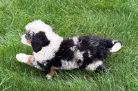 Jared, a male Bernedoodle for sale in Shipshewana, IN – 2 of 9
