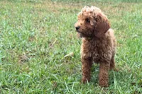 Comet , a male Poodle - Toy  for sale in Shipshewana, IN – 5 of 8